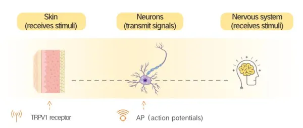 Beyond the Single Target of TRPV1: Plamed’s AP Technology Comprehensively Addresses TRPV Family Stimulus Responses