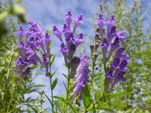 Scutellaria Baicalensis Root Extract Application in Cosmetics