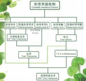 How to Choose the Best Centella Asiatica Extract?