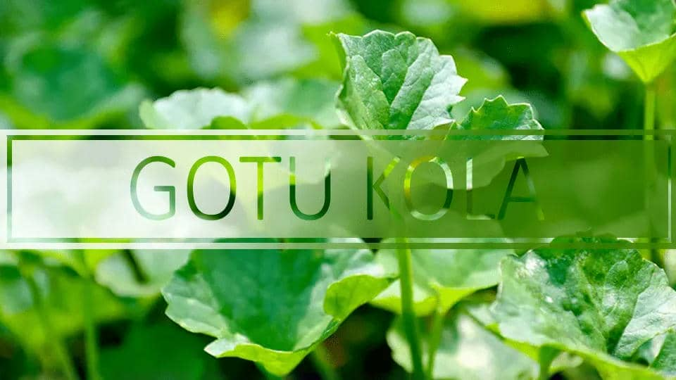 Gotu Kola Extract Manufacturer