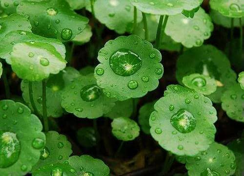 Centella Asiatica Extract Benefits for Skin