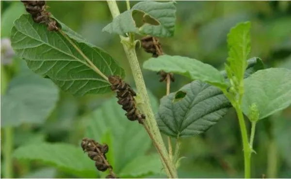 Bakuchiol Benefits for Skin-a Potential Alternative to Retinol