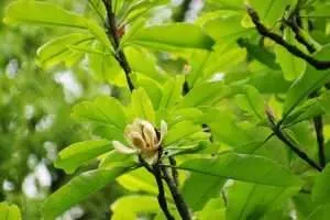 Honokiol VS. Magnolol for Skin Benefits