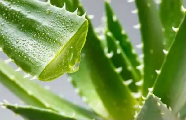Aloe Barbadensis Leaf Extract Manufacturer