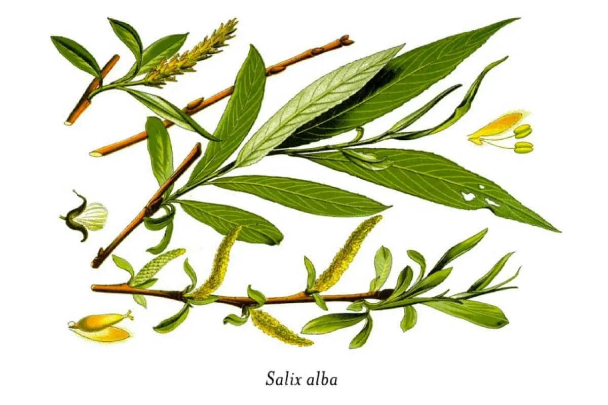 White Willow Bark Extract Manufacturer