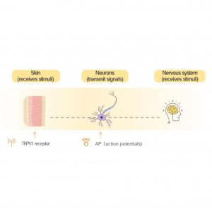 Anti-Irritation Actives Research